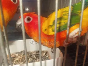 Sun Conure Bird
