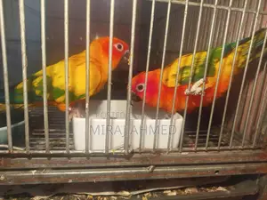 Sun Conure Bird