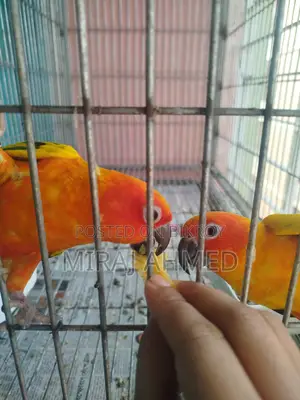 Sun Conure Bird