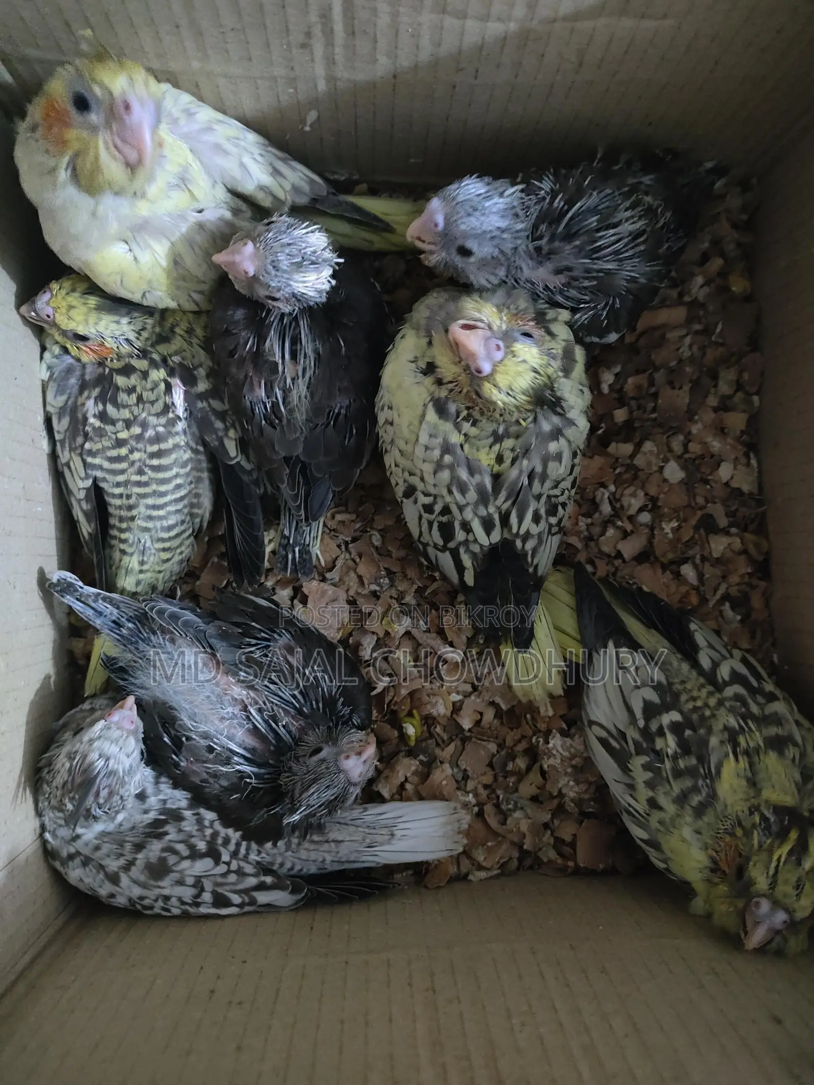 VIP Hand-Fed Cockatiel Babies - 8 Pieces Rare Collection, Get Yours Now