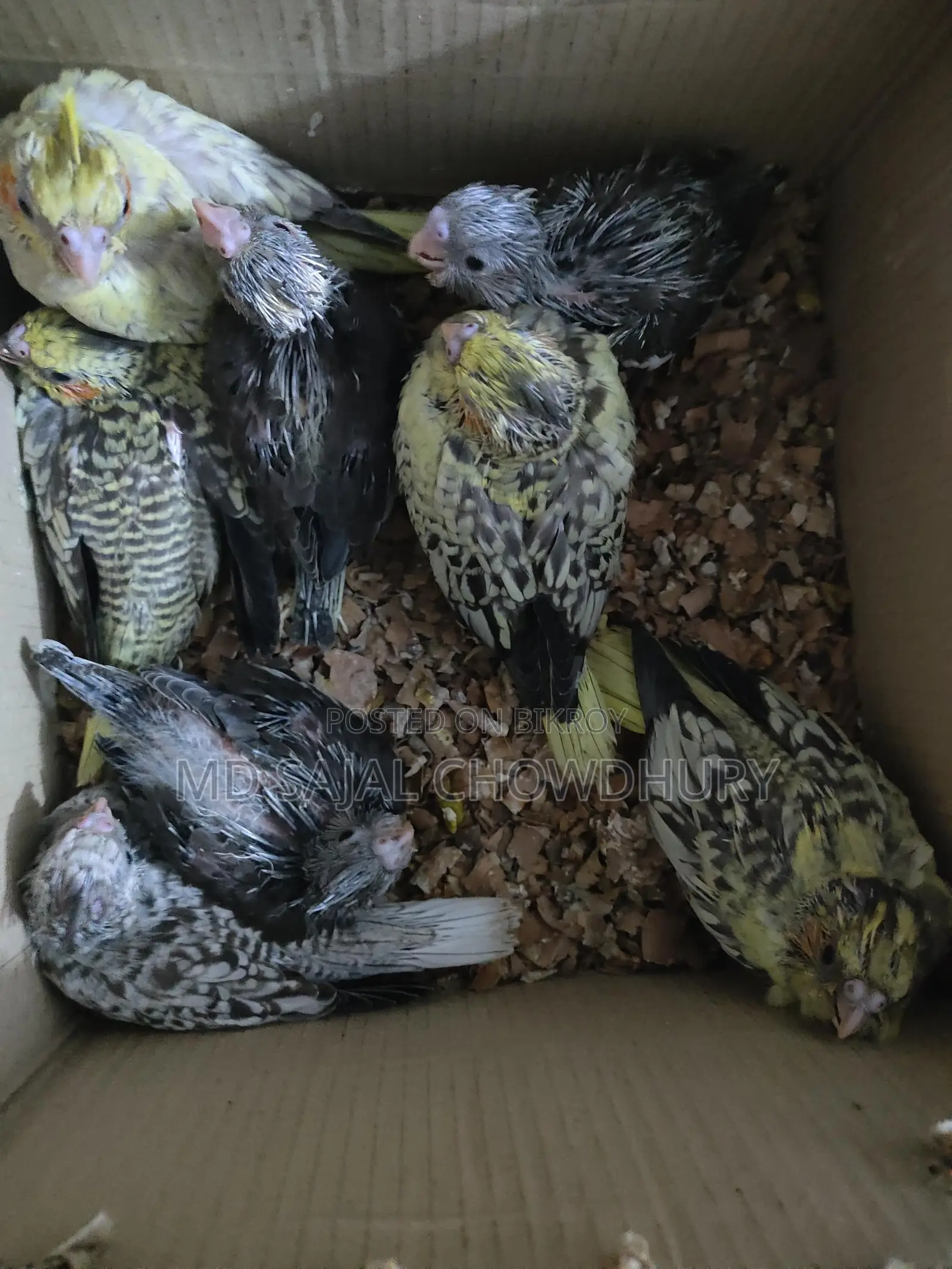 VIP Hand-Fed Cockatiel Babies - 8 Pieces Rare Collection, Get Yours Now