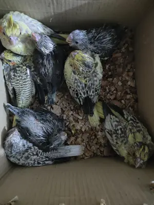 VIP Hand-Fed Cockatiel Babies - 8 Pieces Rare Collection, Get Yours Now