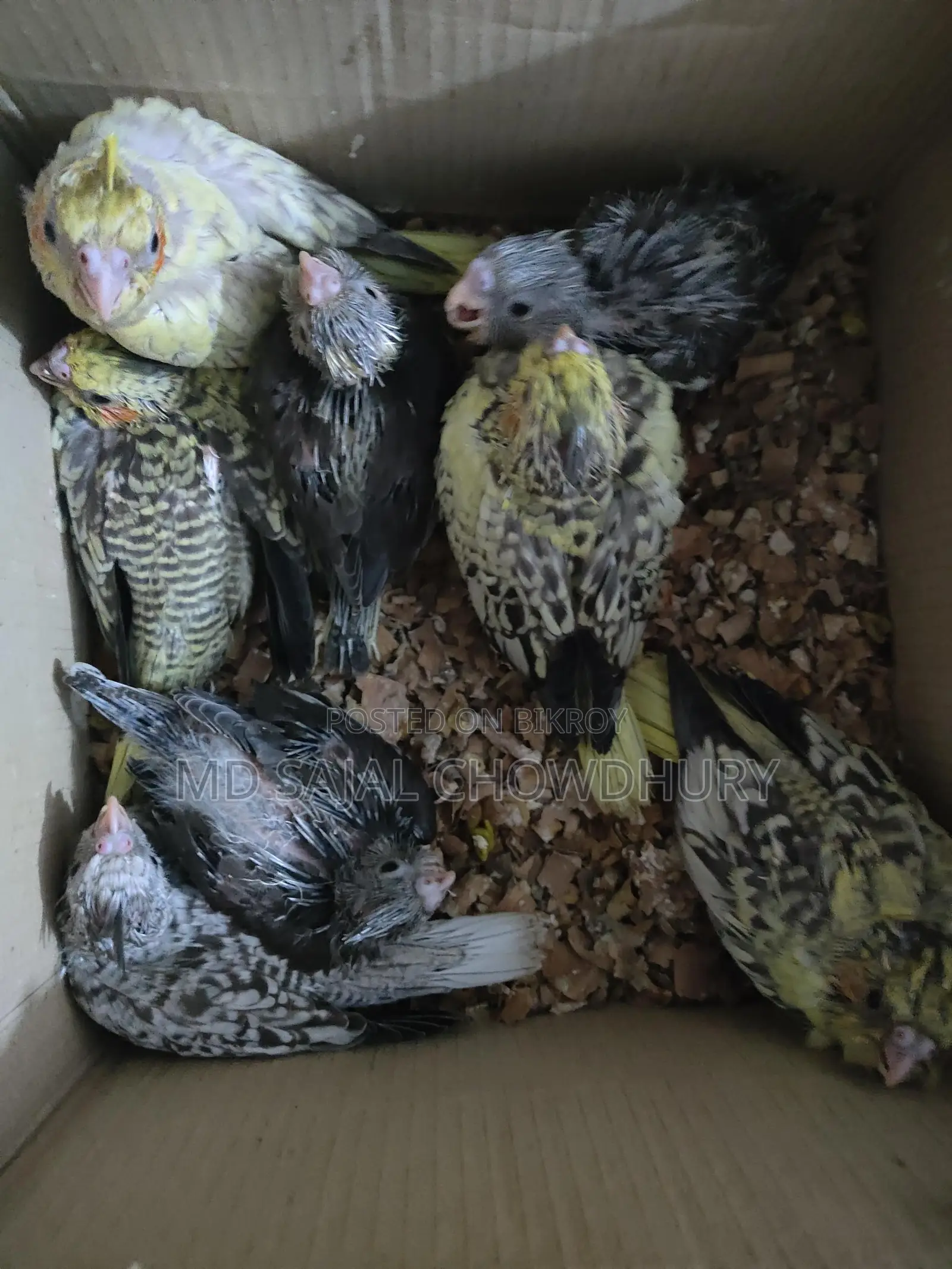 VIP Hand-Fed Cockatiel Babies - 8 Pieces Rare Collection, Get Yours Now