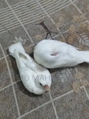 A pair of dove birds for sale