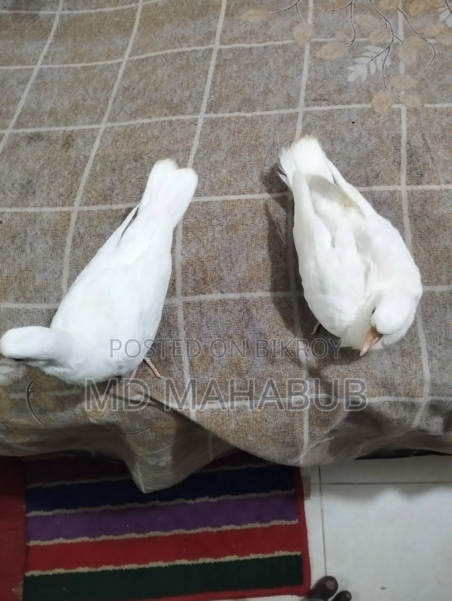 A pair of dove birds for sale