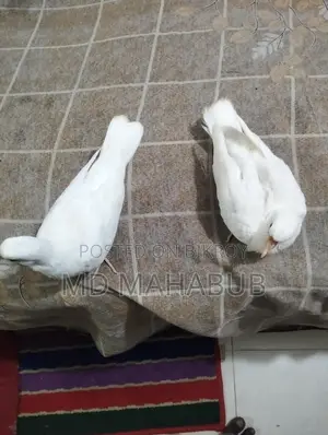 A pair of dove birds for sale