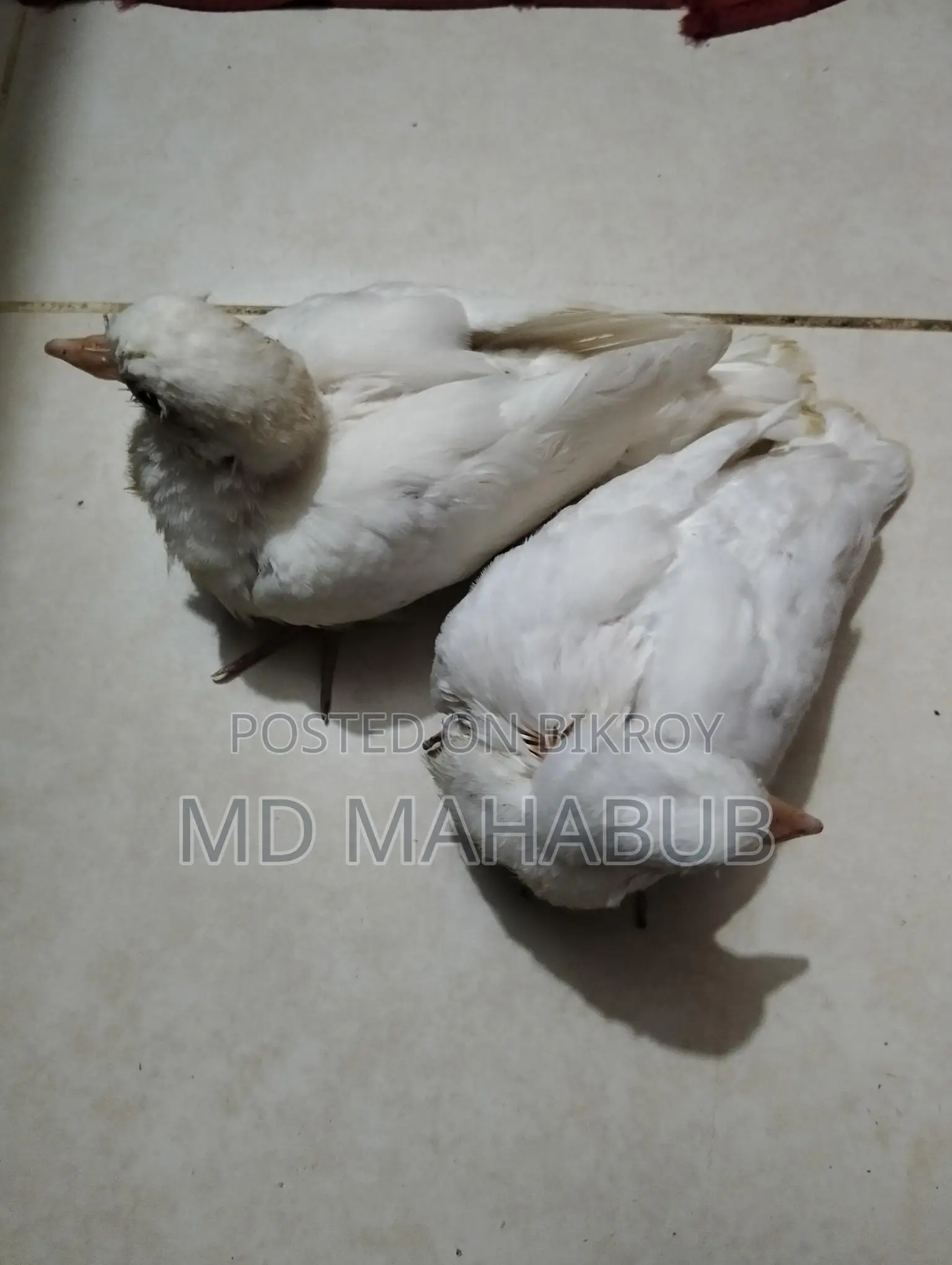 A pair of dove birds for sale