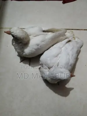 A pair of dove birds for sale