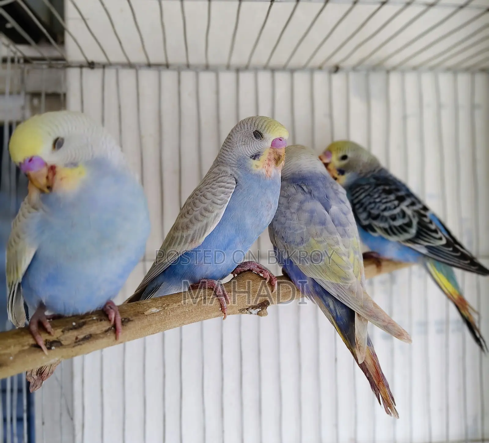 Budgerigar Birds