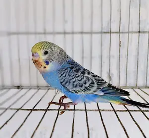 Budgerigar Birds