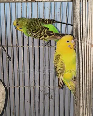 Running Budgie Birds