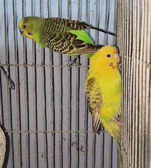 Running Budgie Birds