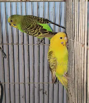 Running Budgie Birds