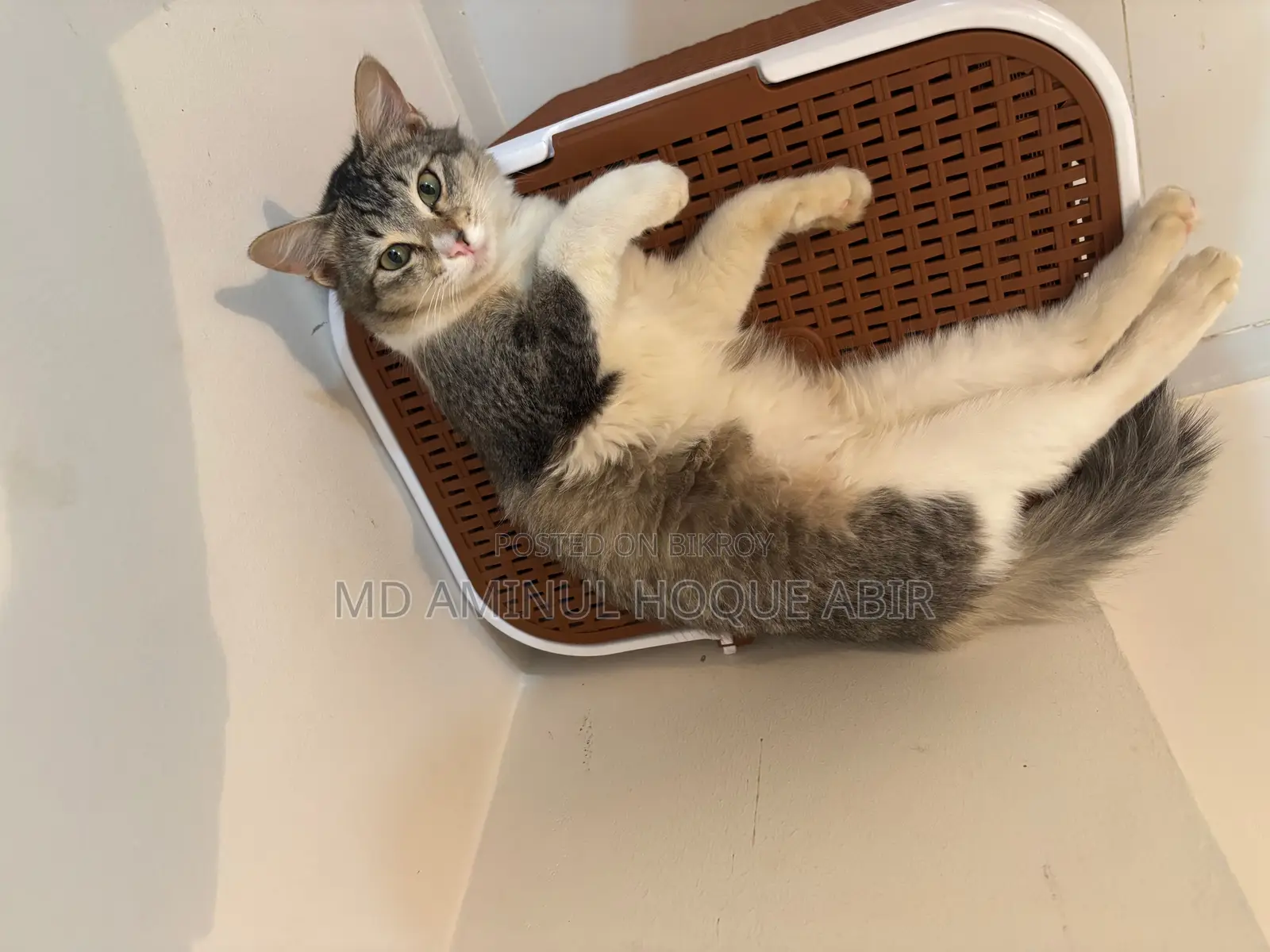 Cat For Adoption
