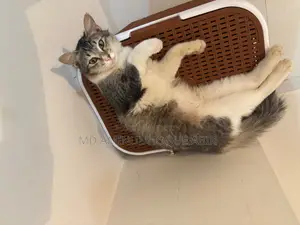 Cat For Adoption