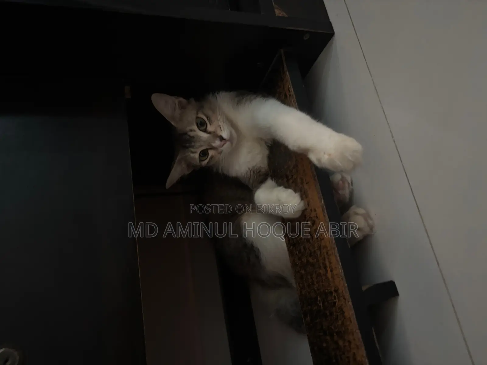 Cat For Adoption