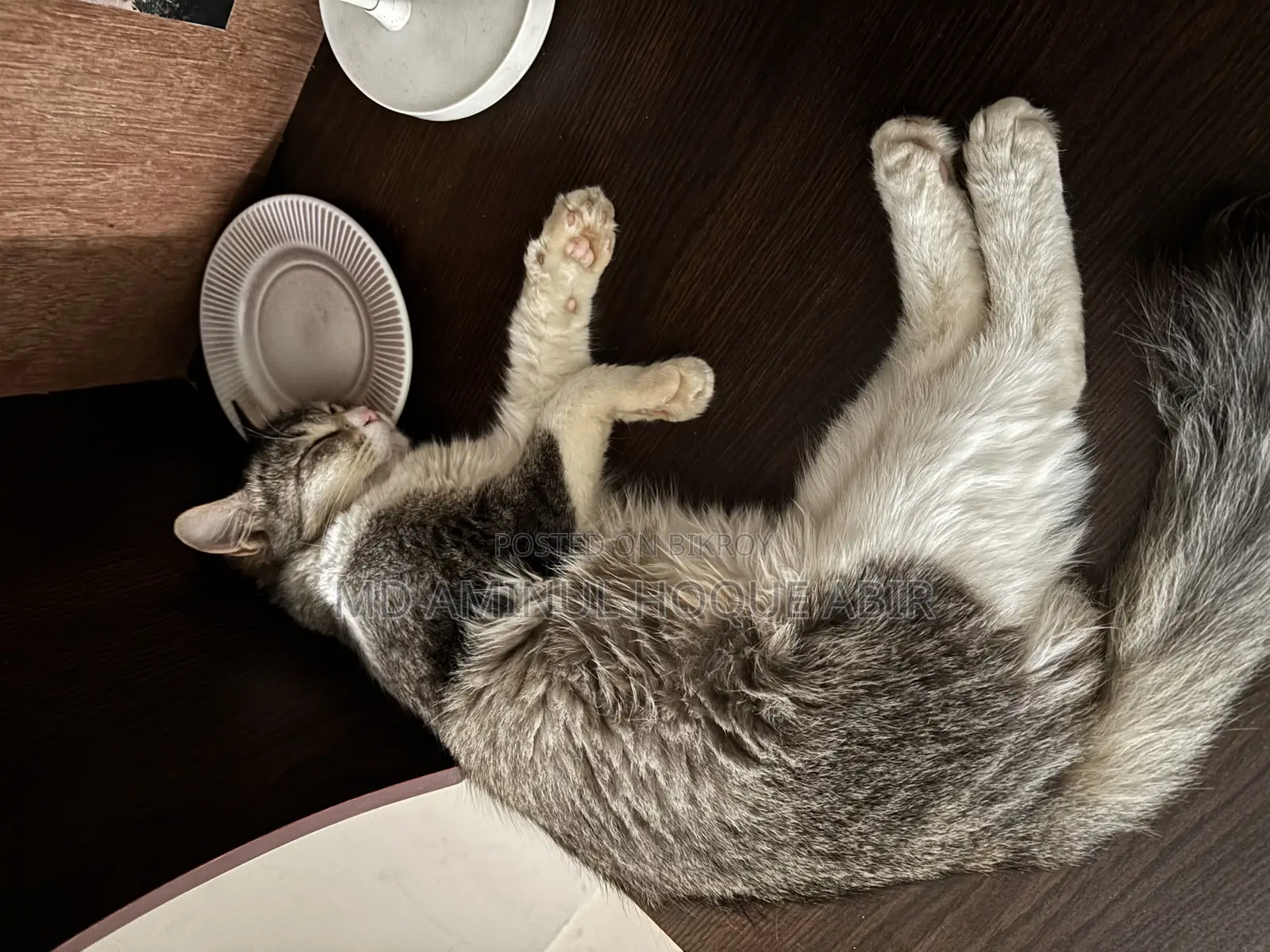 Cat For Adoption