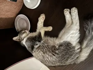 Cat For Adoption