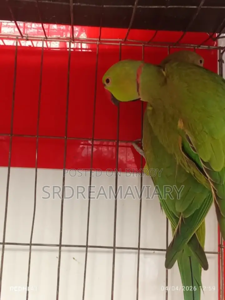 Ring Neck Parrot