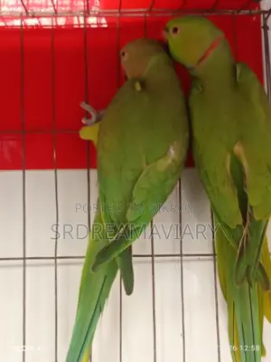 Ring Neck Parrot