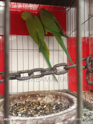 Ring Neck Parrot
