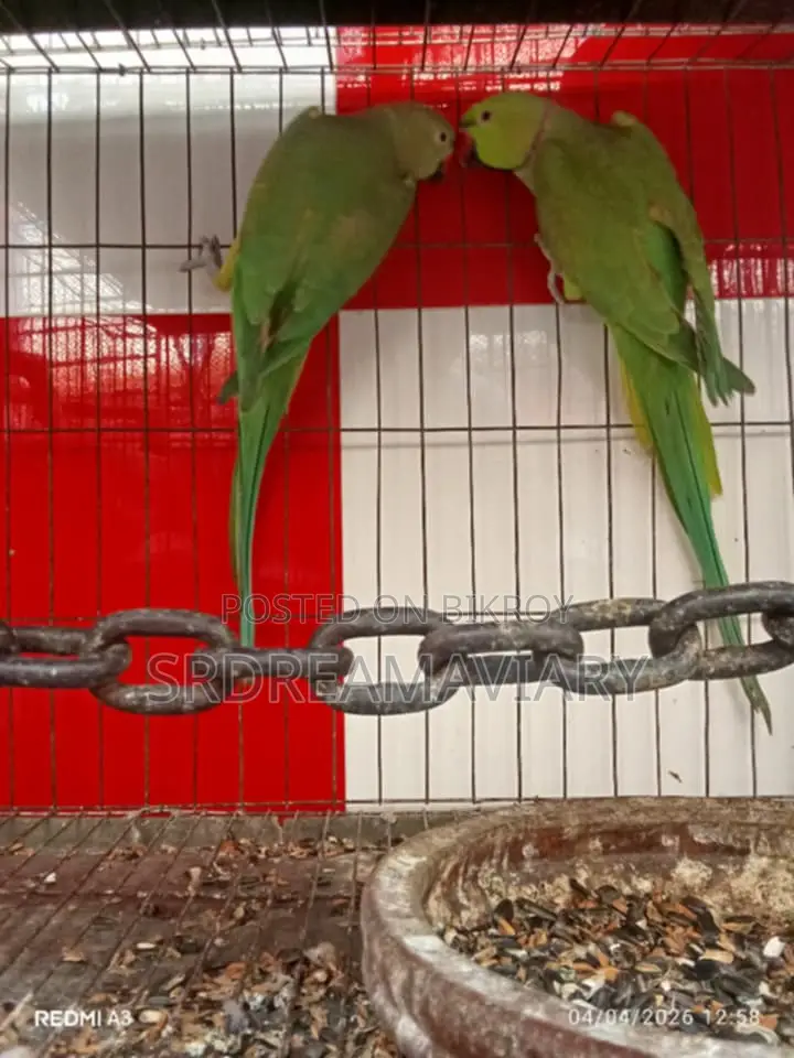 Ring Neck Parrot