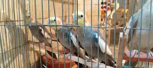 ককাটেল ৪ পিস এবং বাজরিগার ২ পিস