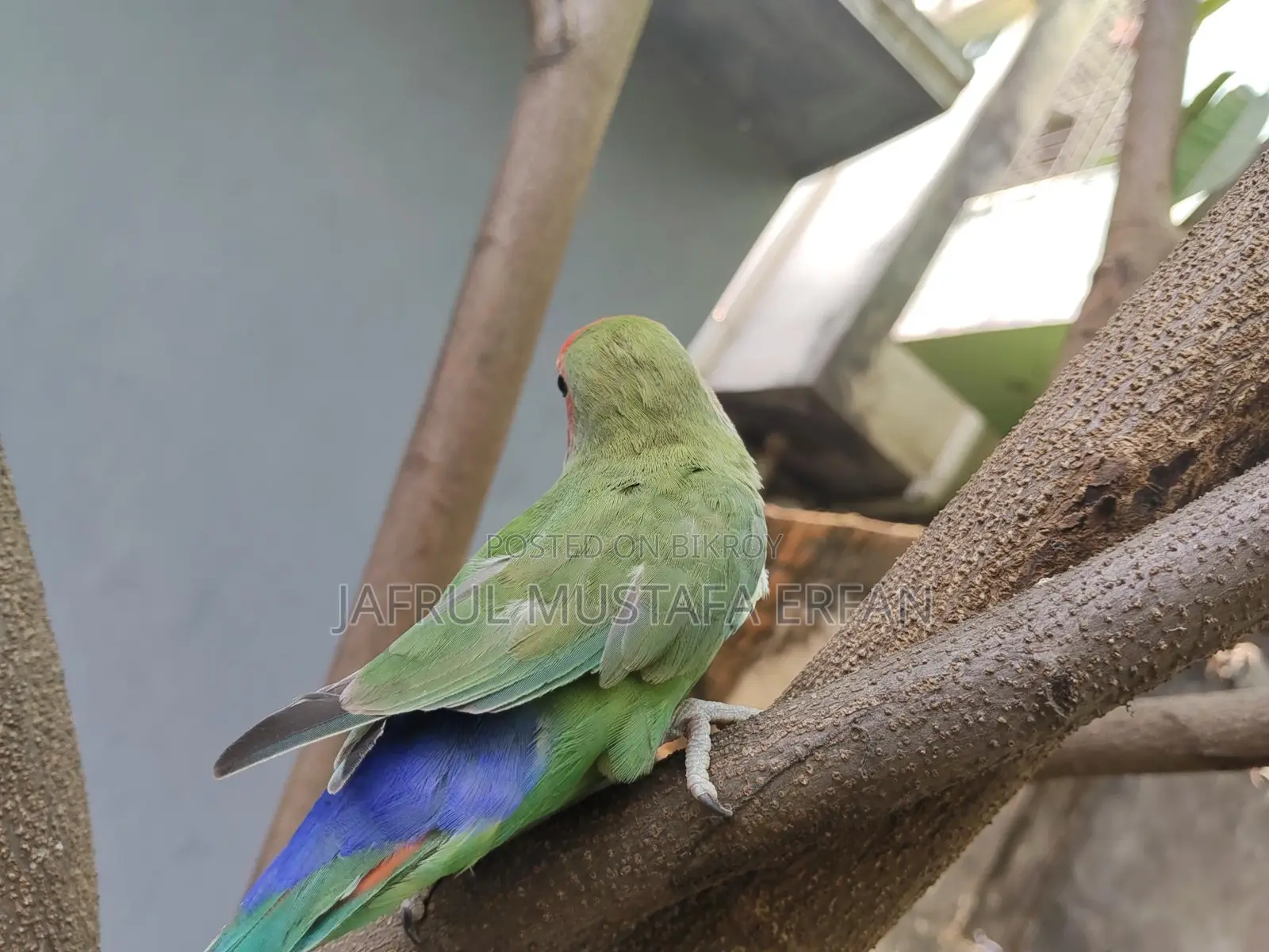 For Sale: Extremely Beautiful and Healthy 'Peach-Faced' Lovebird