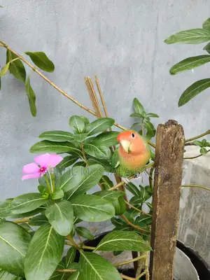 For Sale: Extremely Beautiful and Healthy 'Peach-Faced' Lovebird