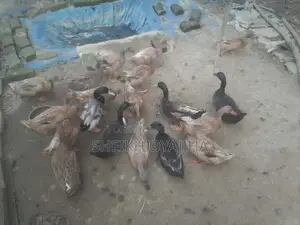 দেশি হাঁস