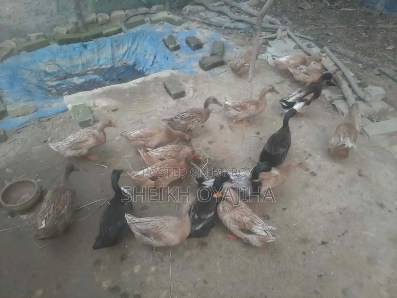 দেশি হাঁস