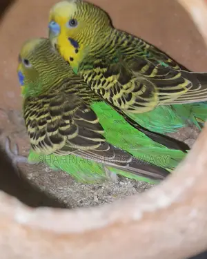 Breeding Budgies