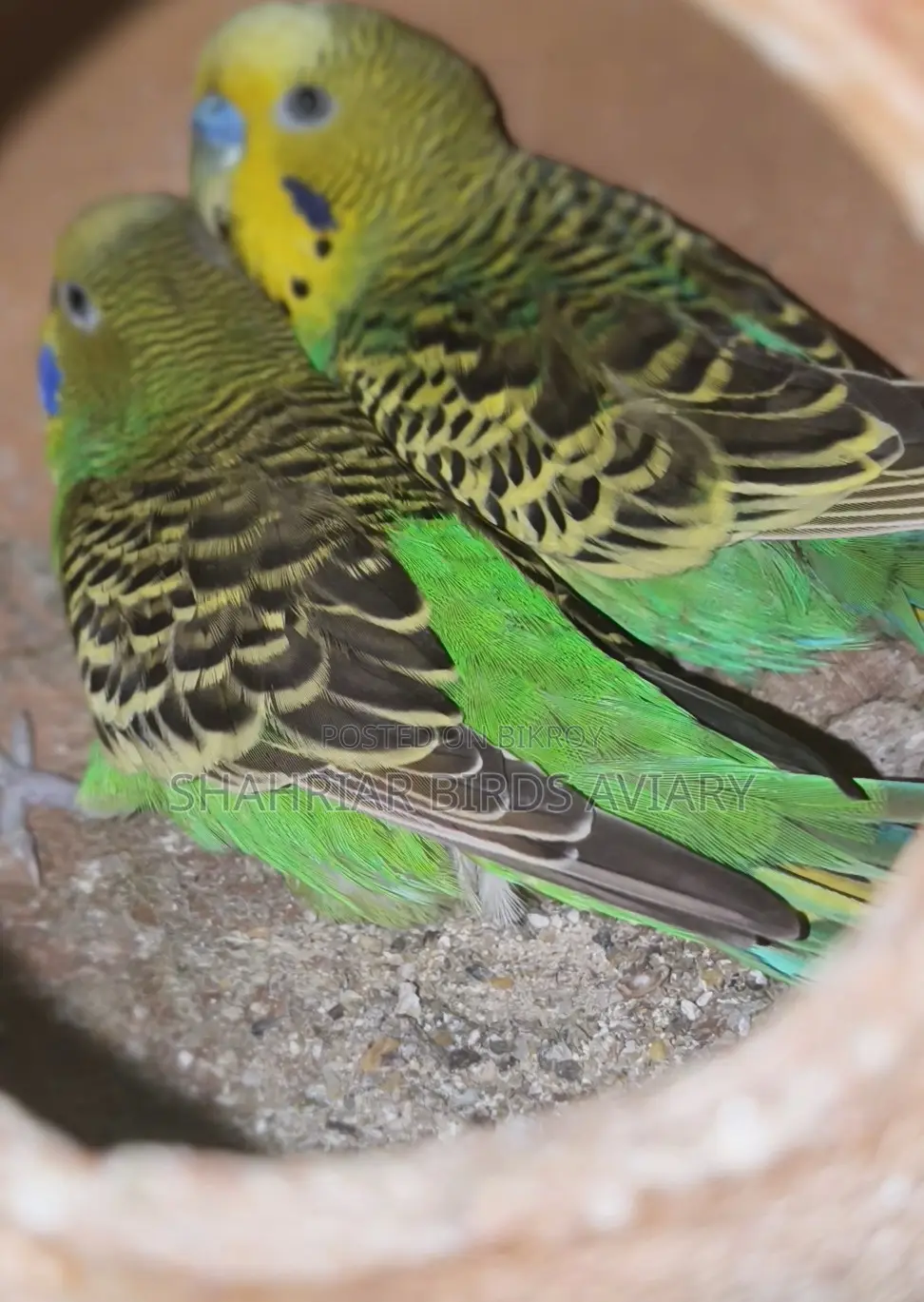 Breeding Budgies
