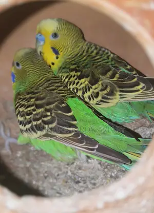 Breeding Budgies