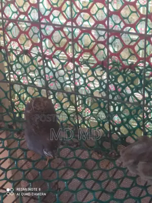 কিং কোয়েল
