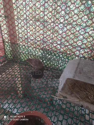 কিং কোয়েল