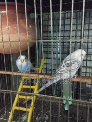 Budgie Birds for Sale
