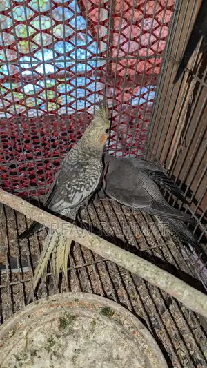 Taim size cockatiel