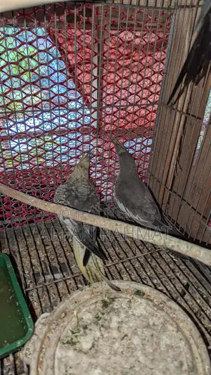 Taim size cockatiel