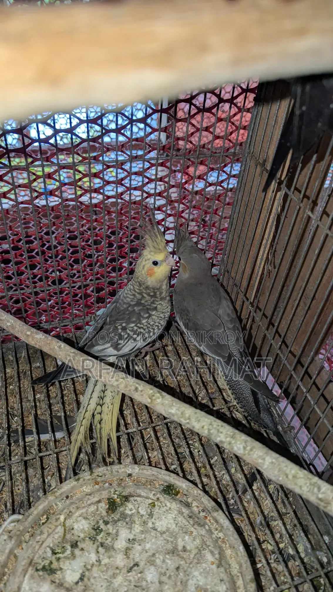 Taim size cockatiel