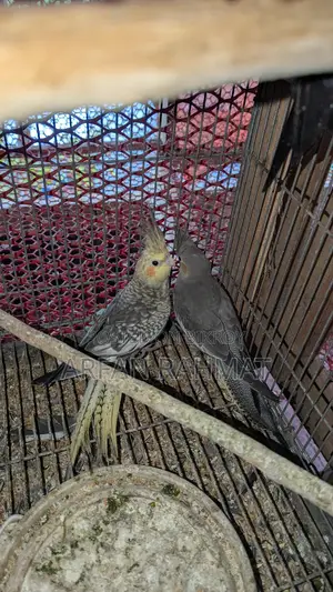Taim size cockatiel