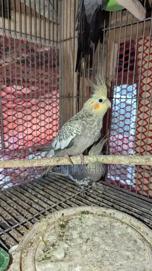 Taim size cockatiel