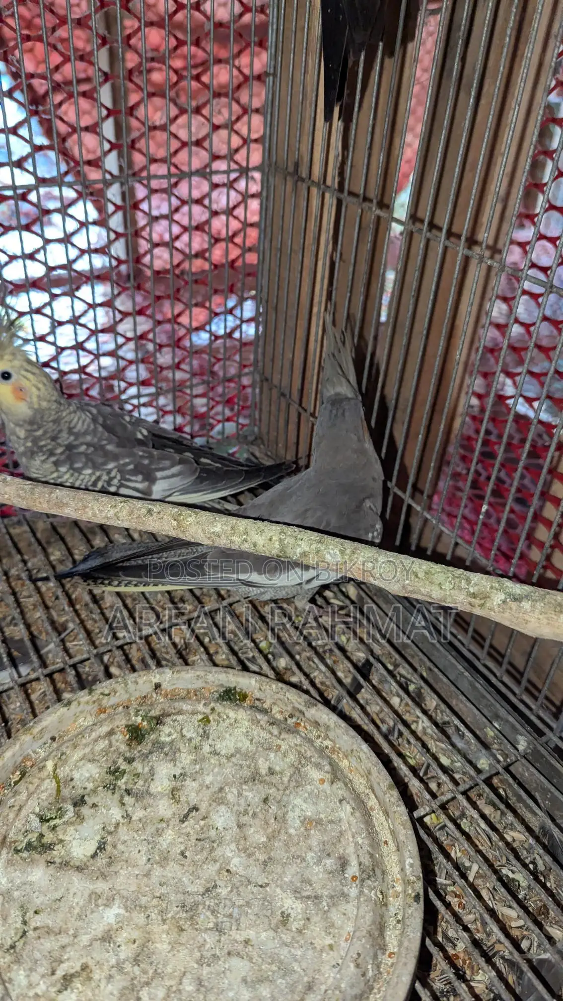 Taim size cockatiel