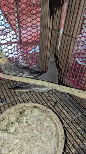 Taim size cockatiel