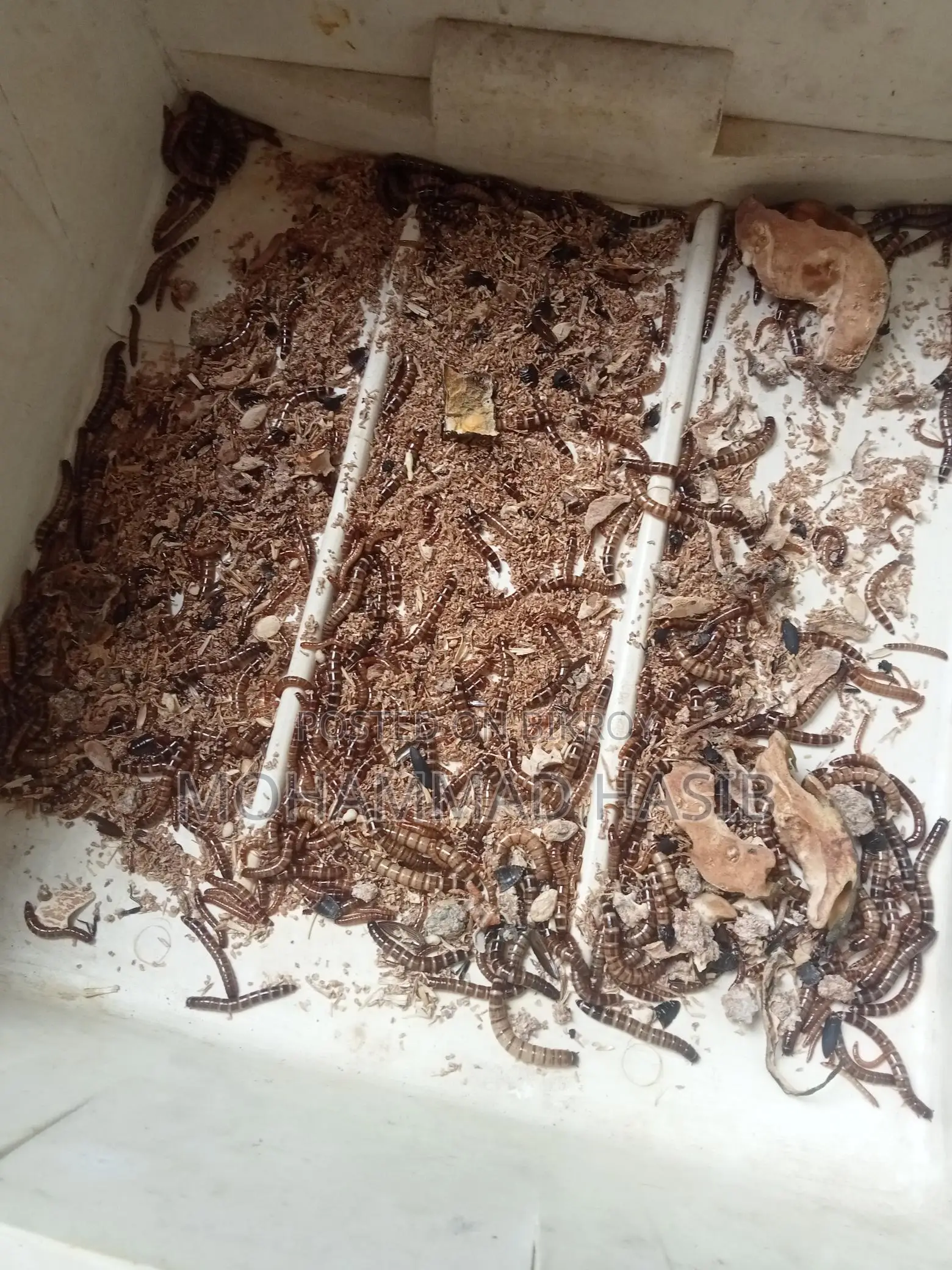 Beetle Larvae (Food for Poultry and Birds)