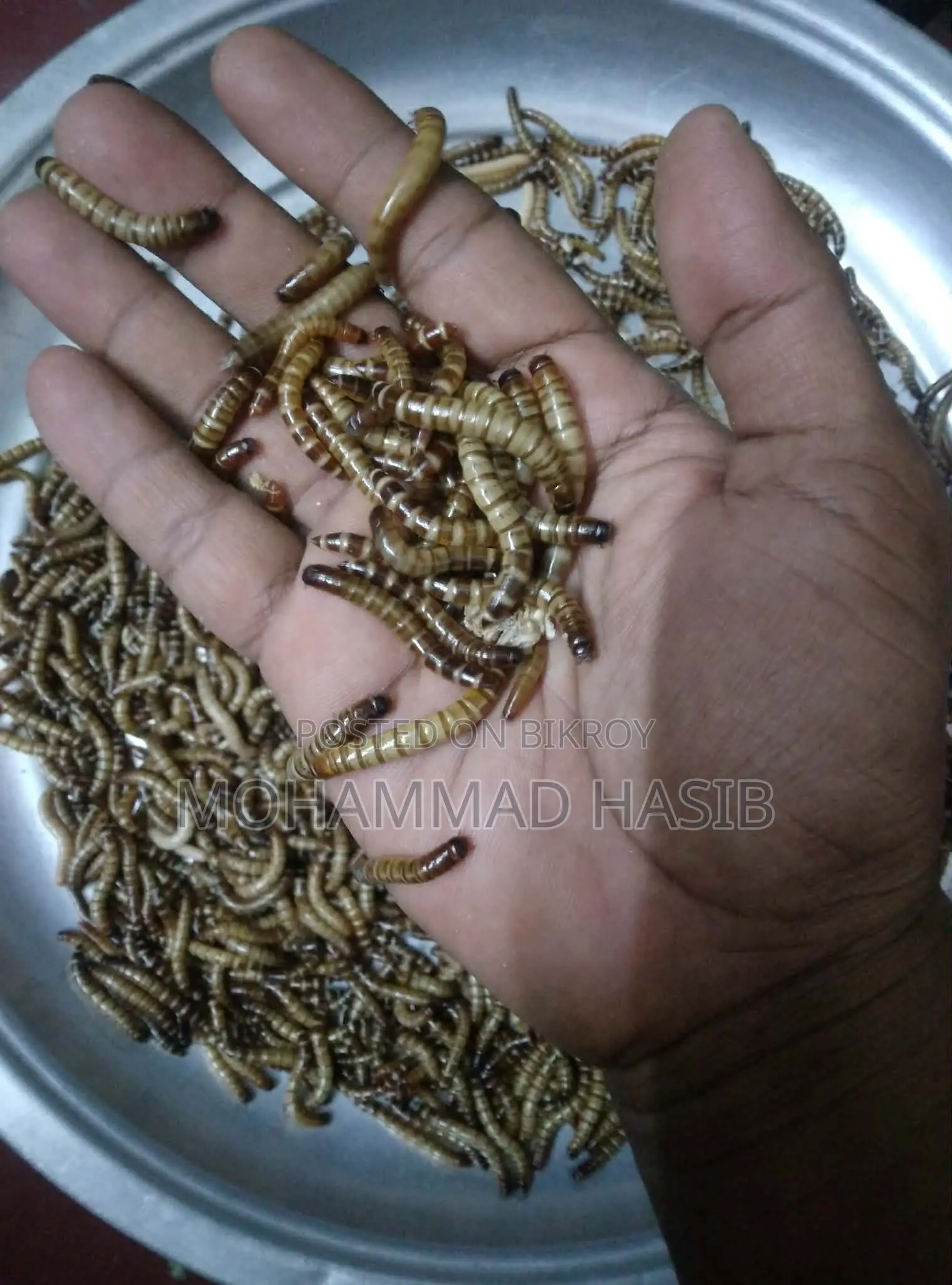Beetle Larvae (Food for Poultry and Birds)