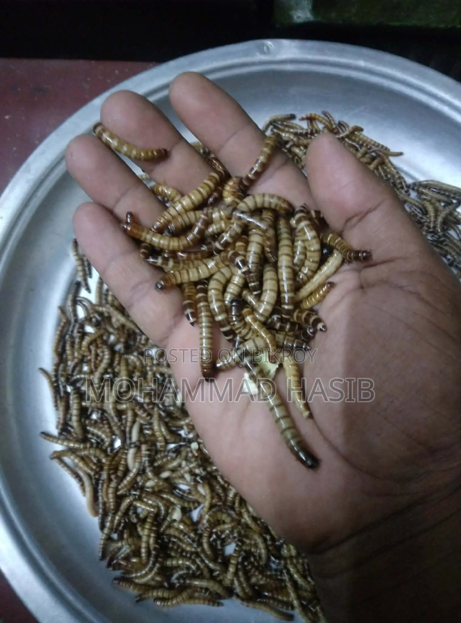 Beetle Larvae (Food for Poultry and Birds)