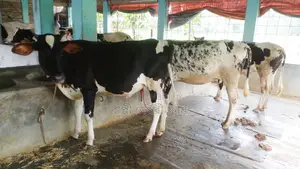 ১১৭৫ নং ৩টি বকনা বিক্রয় হবে উন্নত জাতের ।