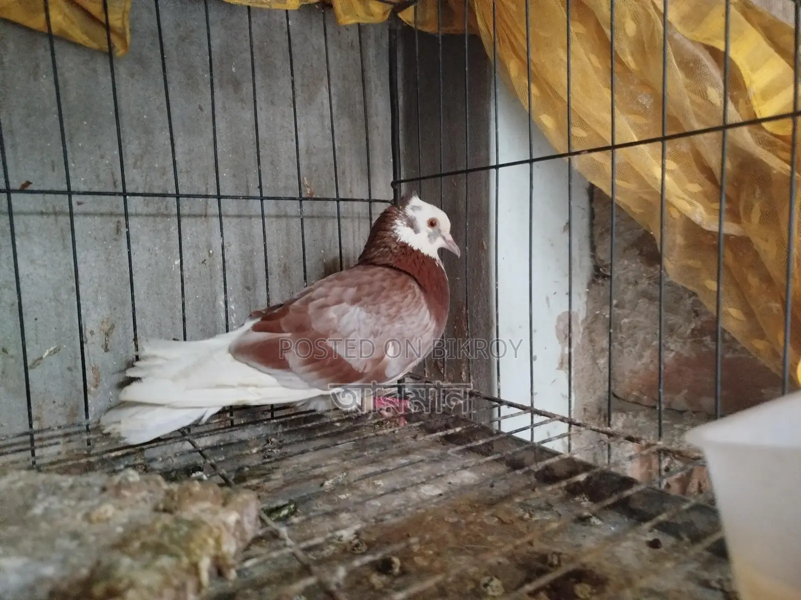 Chuithal Raj Golla Male Pigeon