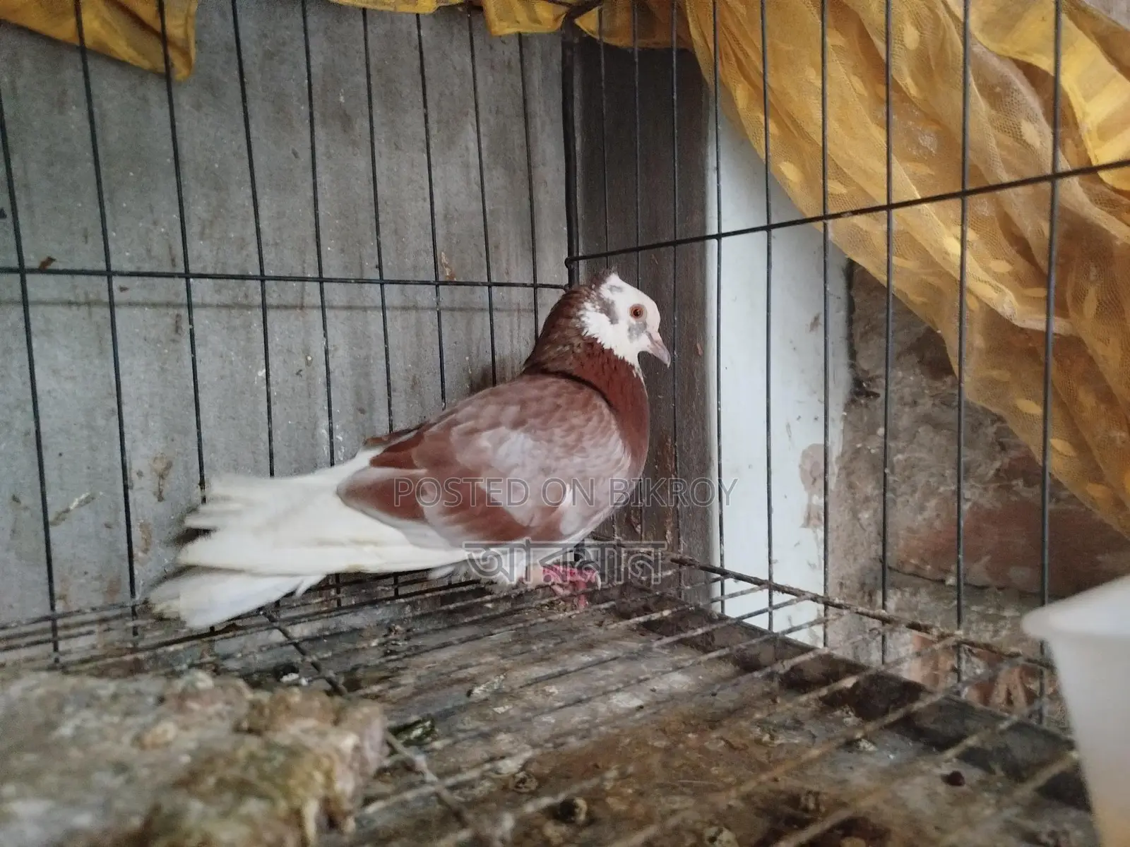 Chuithal Raj Golla Male Pigeon